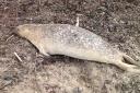 Dead seal lay rotting on Barassie beach for weeks