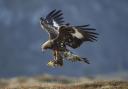 Record number of golden eagles now soaring in southern Scottish skies