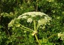 Giant Hogweed can cause serious skin irritations.
