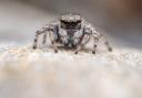 Certain herbs like basil and mint can be used to keep spiders out of your home during their mating season (Roman Willi/Kent Wildlife Trust/PA)