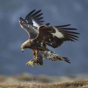 Record number of golden eagles now soaring in southern Scottish skies