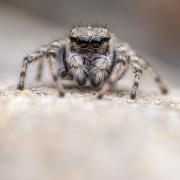 Certain herbs like basil and mint can be used to keep spiders out of your home during their mating season (Roman Willi/Kent Wildlife Trust/PA)
