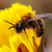 Mining bees such as this one will benefit from the creation of the 'bee bank' on the line between Barassie and Kilmarnock
