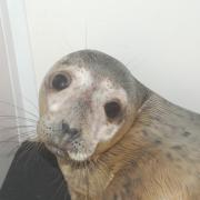 Groot the seal pup at Hessilhead