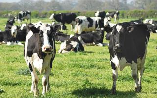 A case of mad cow disease has been confirmed at an Ayrshire farm.