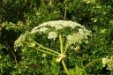 Giant Hogweed can cause serious skin irritations.