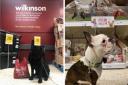 Pets are now welcome in Wilko stores