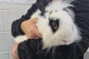 S'mores the rabbit is in need of the public's help
