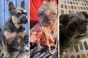 The ugliest dog in the UK has been revealed