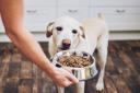 The organisation launched its pet food bank service in late 2019