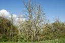 Ash Dieback: Image: APSE. Free to use by BBC partners