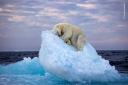 A polar bear asleep on an iceberg (Nima Sarikhani, Wildlife Photographer of the Year/PA)
