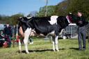 Holstein champion and overall show winner was the Holstein from the Sloan family at Darnlaw Ref:RH240424094  Rob Haining / The Scottish Farmer...