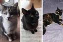 Can you help find these missing moggies from around the Gorse Park blast area?
