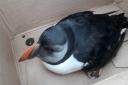 The injured puffin