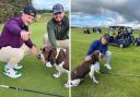 Bob the springer spaniel got a picture with some of the Good Good boys with Rick Shiels in the background.