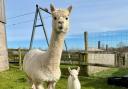 The young alpaca is just one of the new arrivals