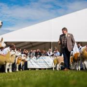 Four weel-kent faces on Ayrshire's agricultural scene will be among the judges at the Royal Highland Show in June