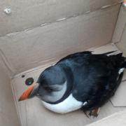 The injured puffin