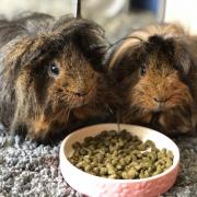 Two piggies formerly rescued from the centre in Ayr