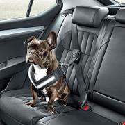 Doggy seatbelt