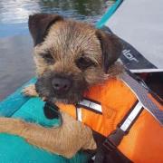 Appeal for missing dog stolen from hammock on Loch Lomond island