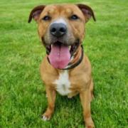 Dogs like Bruno are in urgent need of treats