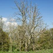 Ash Dieback: Image: APSE. Free to use by BBC partners