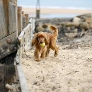 Dog owners have been warned of Palm Oil at UK beaches which could be dangerous for dogs