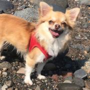 Pixie the chihuahua was mauled to death on a South Ayrshire beach