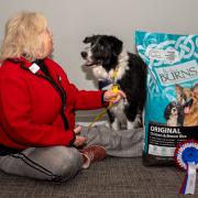 Robbie the Doonfoot dog was crowned Canine Concern Scotland's Therapet of the Year at the end of November.