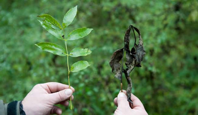 The direct and indirect consequences of ash dieback have led South Ayrshire Council to add the disease to the authority's strategic risk register