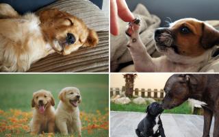 The dogs most vulnerable to theft in the UK - is your dog on the list? (Canva)